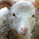 Илюстративна снимка: Пиксабей