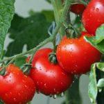 Илюстративна снимка: Пиксабей