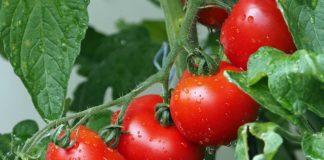 Илюстративна снимка: Пиксабей