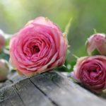 Илюстративна снимка: Пиксабей