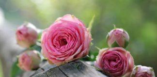 Илюстративна снимка: Пиксабей