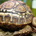 Илюстративна снимка: Пиксабей