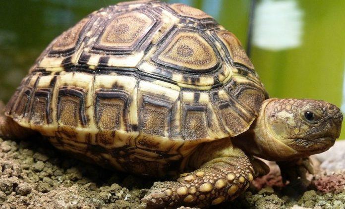 Илюстративна снимка: Пиксабей