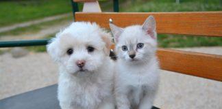 Куче и коте