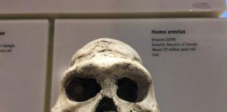 homo erectus