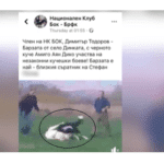 Кучешки боеве