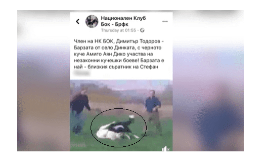 Кучешки боеве