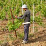 Сезонен работник