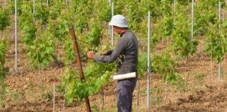 Сезонен работник