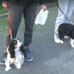 Кучетата на Пламен и Вяра