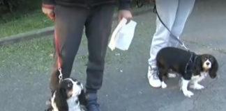 Кучетата на Пламен и Вяра