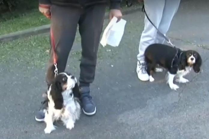 Кучетата на Пламен и Вяра