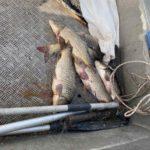 Акция на ИАРА