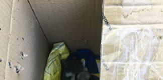 Животните. Снимка: Фейсбук, Стойко Георгиев‎