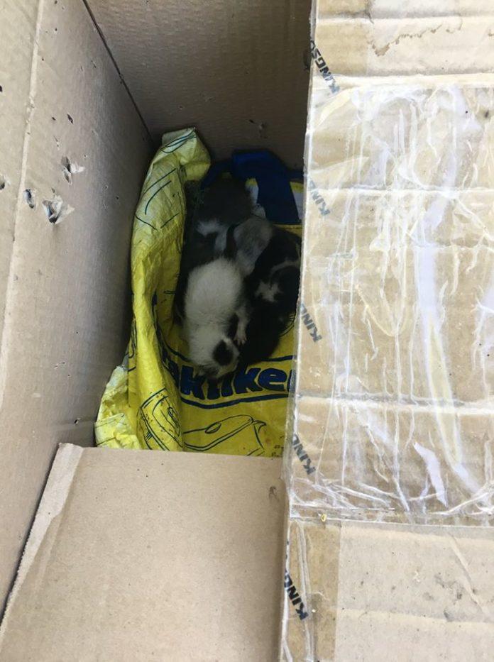 Животните. Снимка: Фейсбук, Стойко Георгиев‎