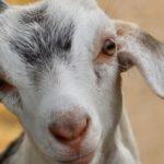 Илюстративна снимка: Пиксабей