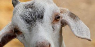 Илюстративна снимка: Пиксабей