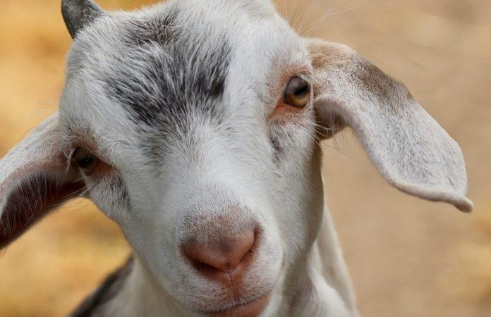 Илюстративна снимка: Пиксабей