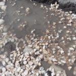 Снимка: Фейсбук, Zvezdelina Koleva