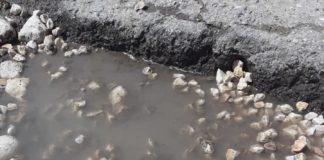 Снимка: Фейсбук, Zvezdelina Koleva