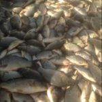 Снимка: ЦРОО-Бургас