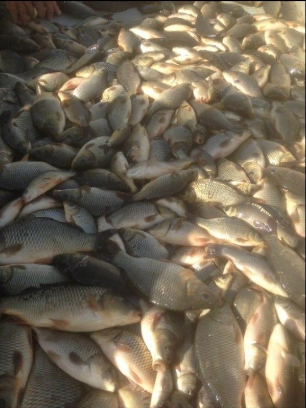 Снимка: ЦРОО-Бургас