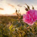 Рози. Снимка: Личен архив