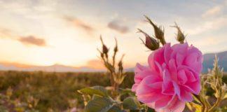 Рози. Снимка: Личен архив