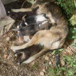 Кучето Джена