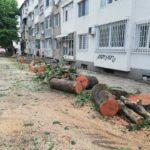 Изсечени дървета Демокрация