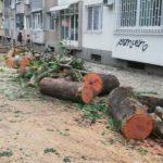 Изсечени дървета Демокрация