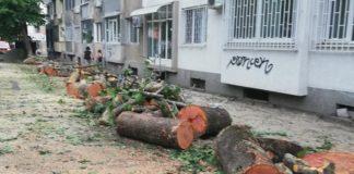 Изсечени дървета Демокрация