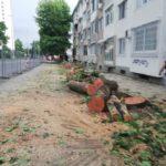 Изсечени дървета Демокрация