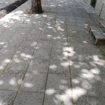 Изсечени дървета Демокрация