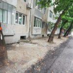 Изсечени дървета Демокрация