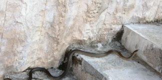 Снимка: Фейсбук, Михаела Иванова