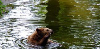 Кафява мечка плува в езеро.