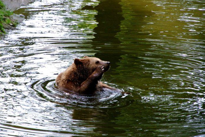Кафява мечка плува в езеро.