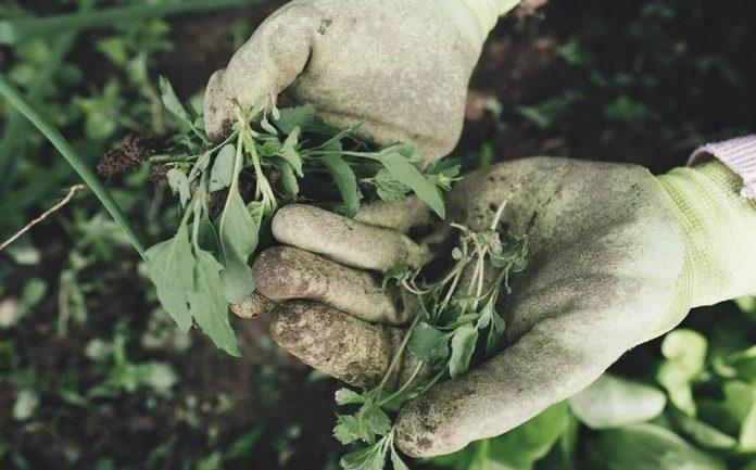 Илюстративна снимка: Пиксабей