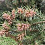 Борови връхчета