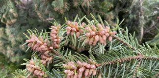 Борови връхчета