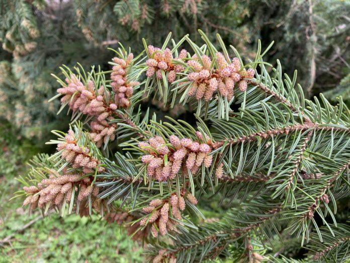 Борови връхчета