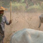 Мианмар, Азия - краварка.