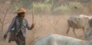 Мианмар, Азия - краварка.