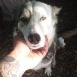 Кучето Джена