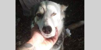 Кучето Джена