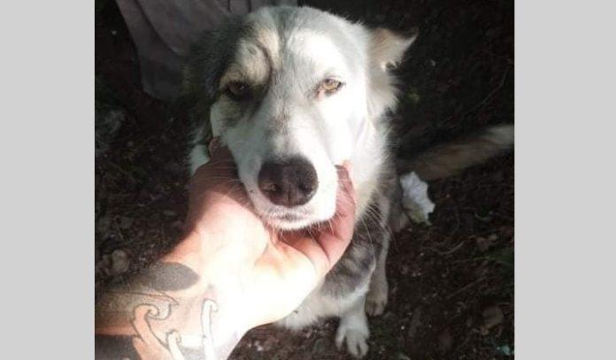 Кучето Джена