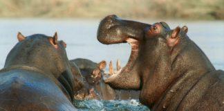 Хипопотами