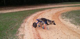 Куче, инвалидна количка