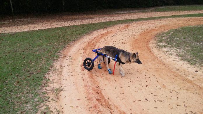 Куче, инвалидна количка